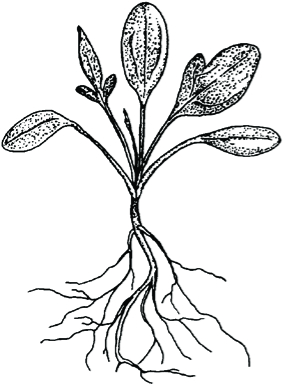 Coneflower seedling illustrated