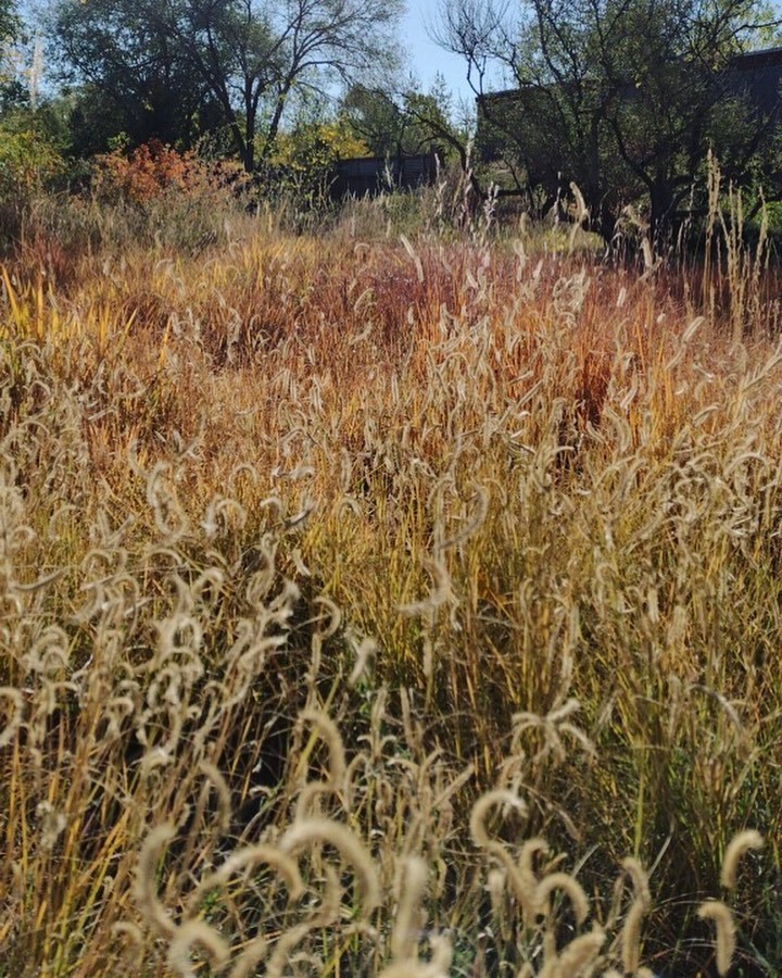 Home Plants of the Southwest