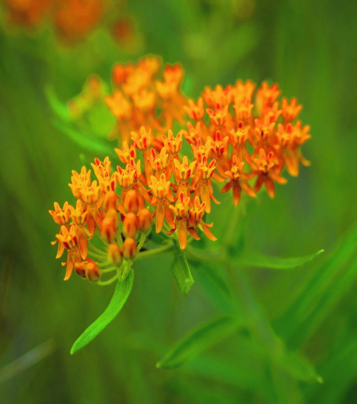 Home Plants of the Southwest