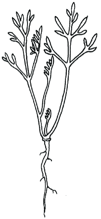 California Poppy seedling illustrated