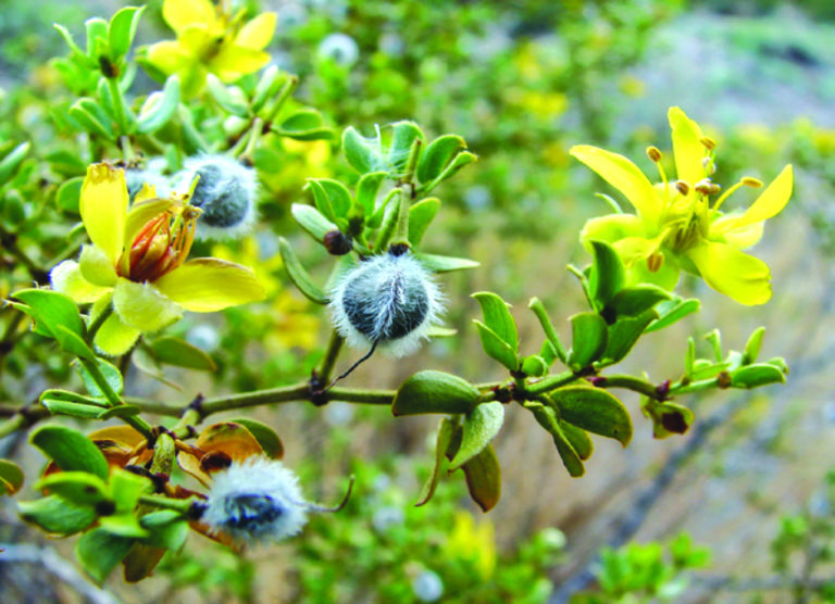 Home Plants of the Southwest