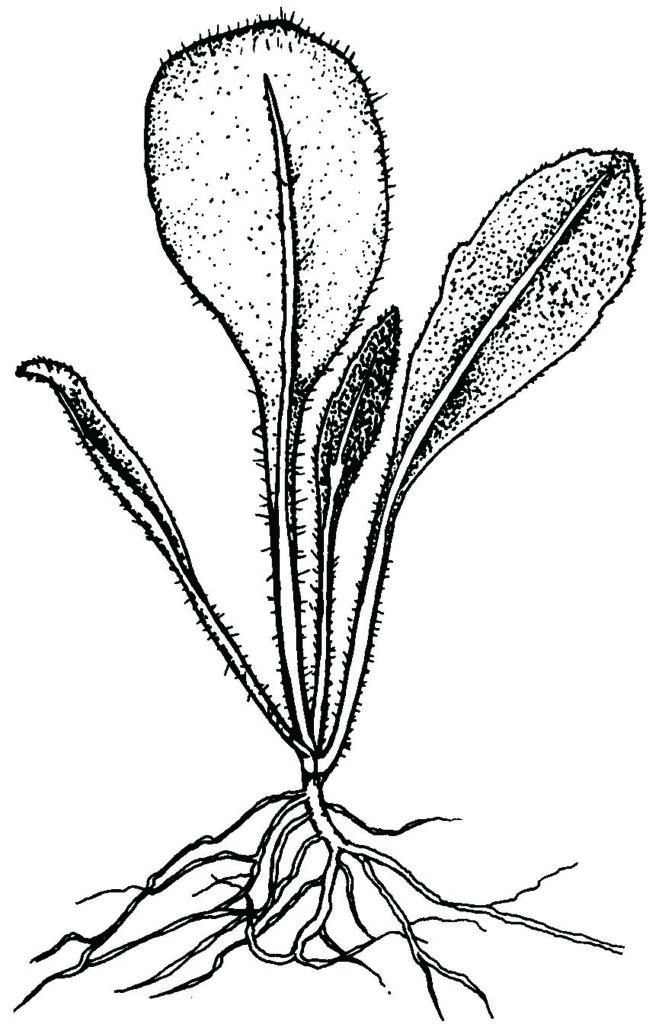 Firewheel  seedling illustrated