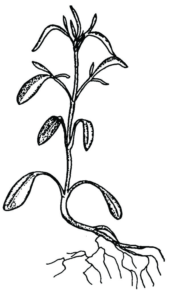 Plains Coreopsis seedling illustrated
