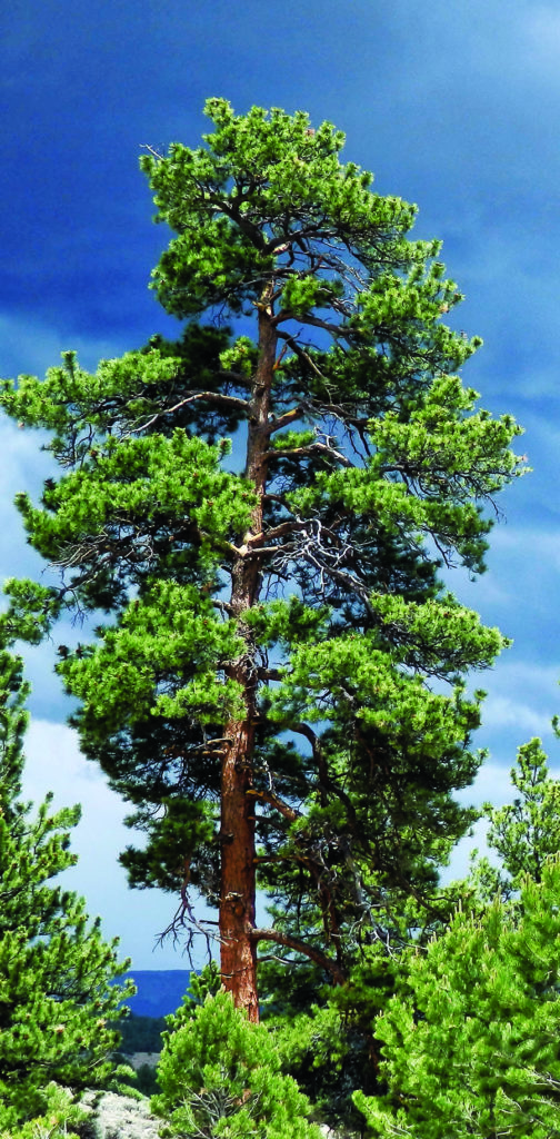 Ponderosa Pine