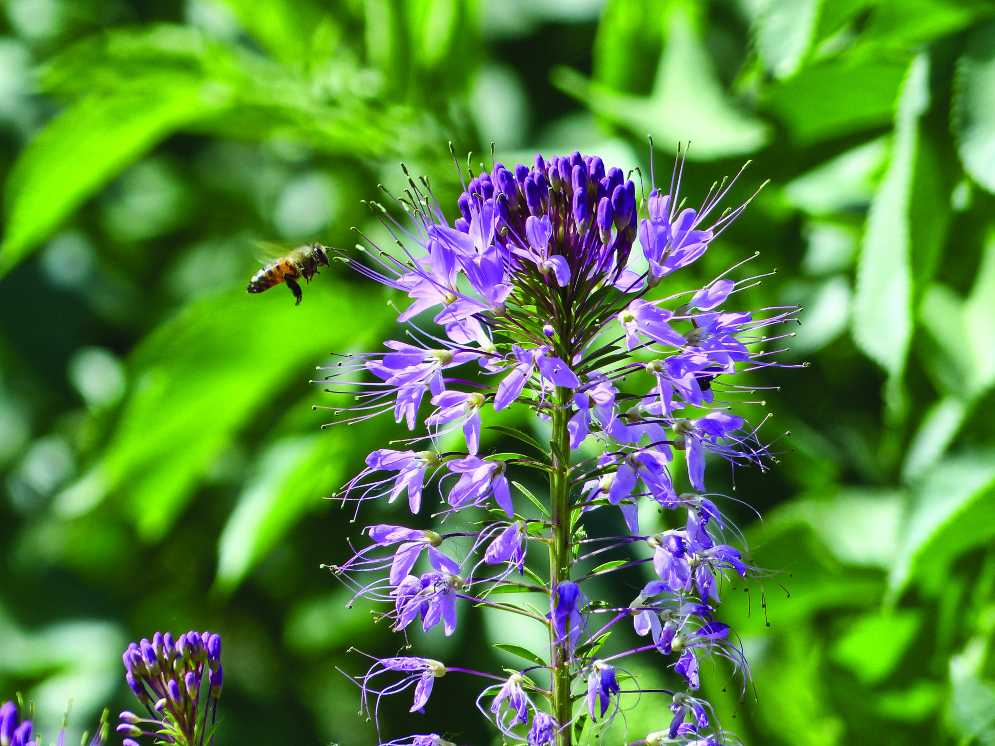 Bugs Plants of the Southwest