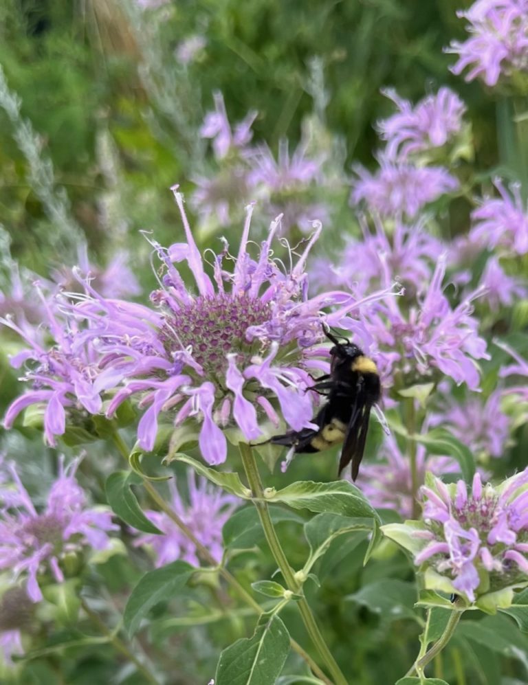 Events Plants of the Southwest